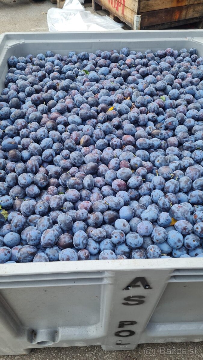 Slivky na kvas 0,45€ kg - 2