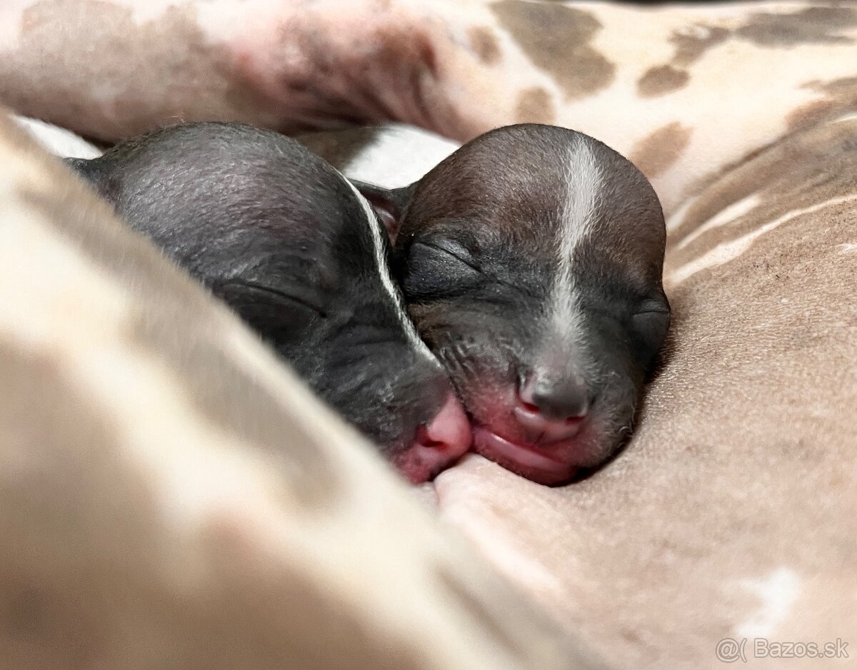 Americký bezsrstý teriér s PP FCI - 2