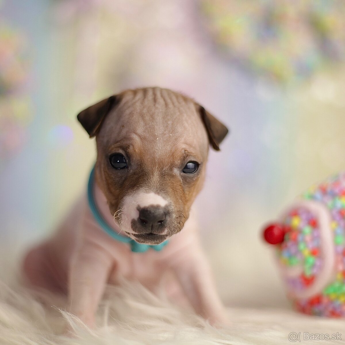 Americký bezsrstý teriér s PP FCI - 2