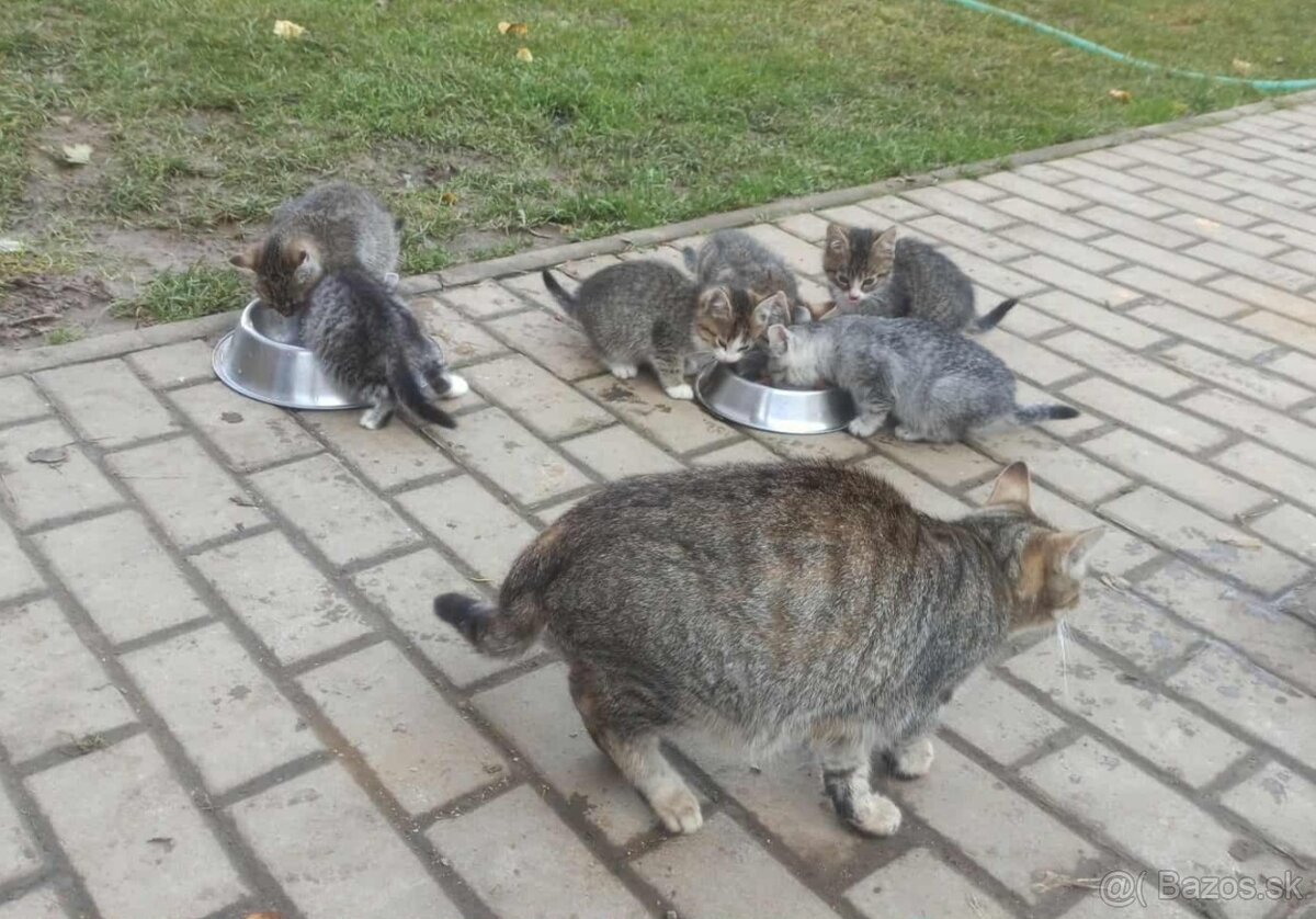 Darujem mačiatka - 2