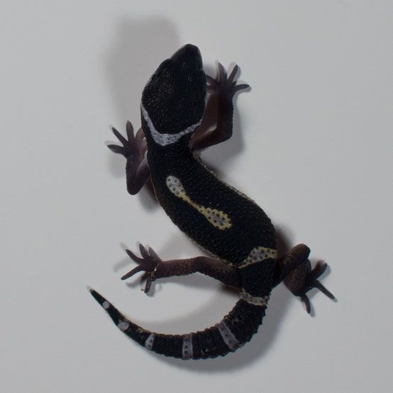 Gekončík nočný/leopardí - 2