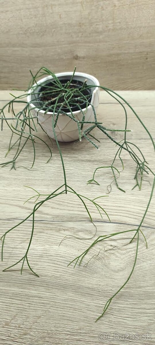 izbové rastliny - 2