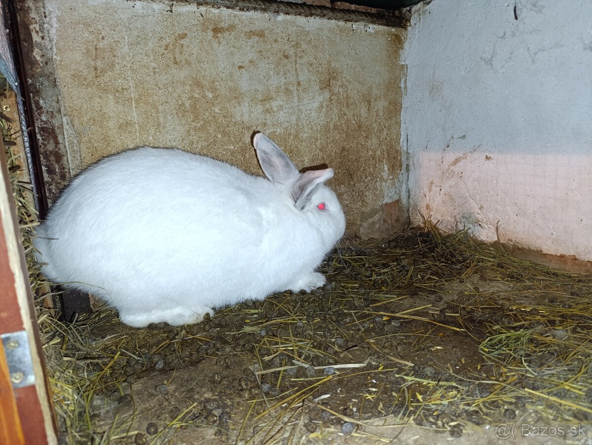 Nitriansky králik - 2