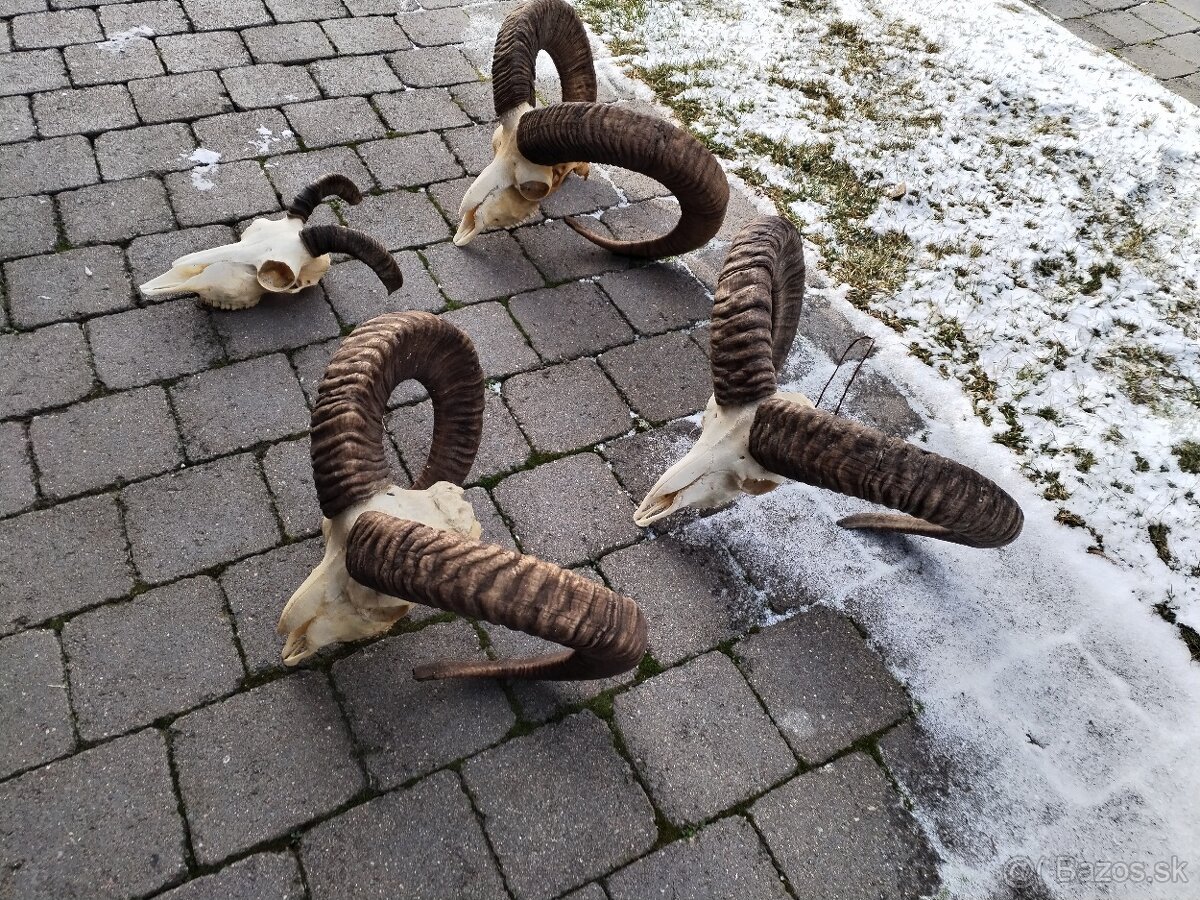 Trofeje muflonov - 2