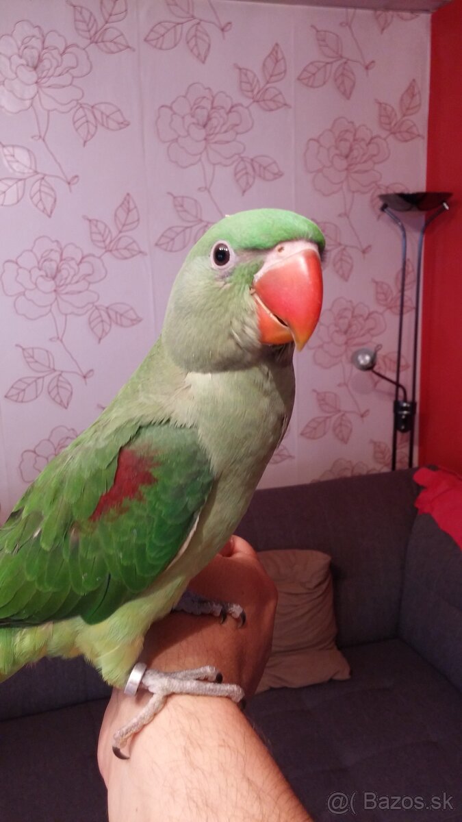 Krotky alexander veľký - 2