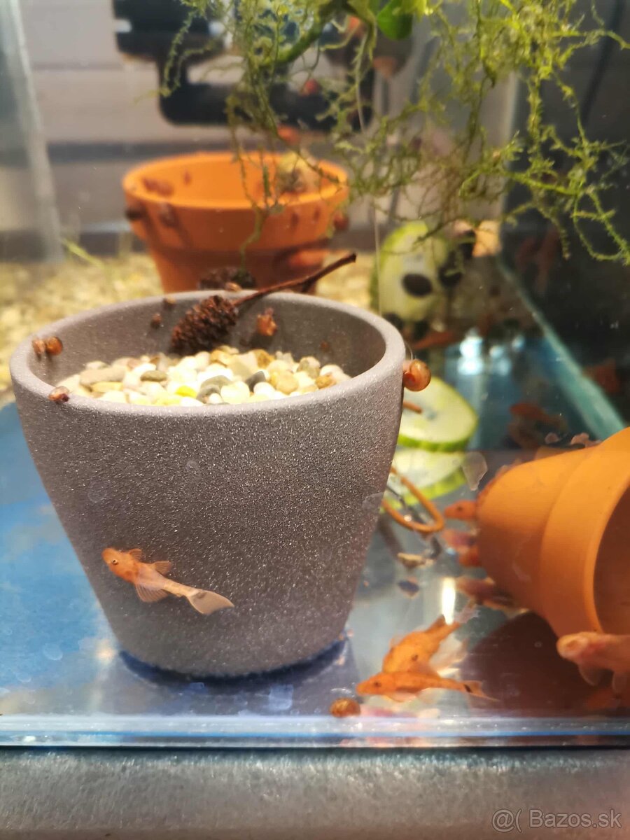 prísavník super red - 2