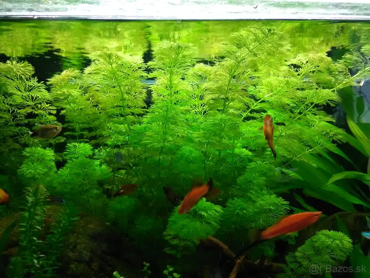 Nenáročné rastliny do akvária - 2