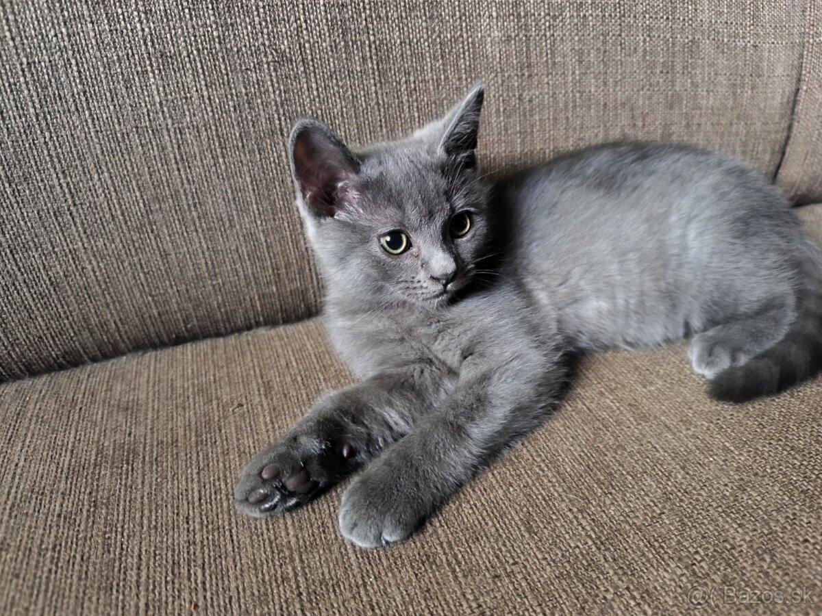 Britské modré mačiatko posledné . - 2