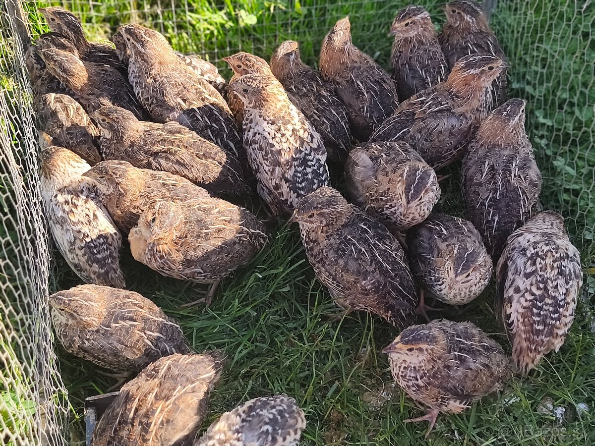 Predám prepeličky - 2