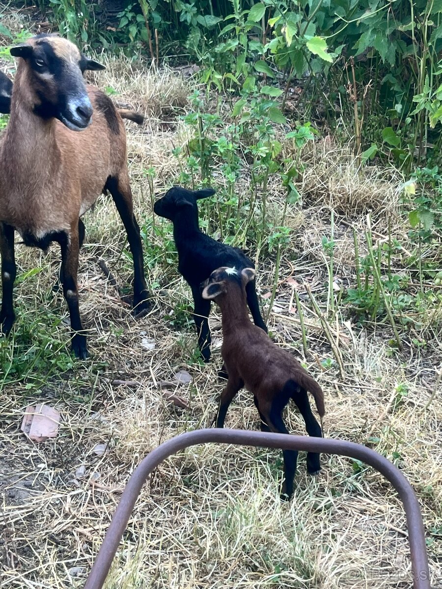 Kamerunské ovečky - 2