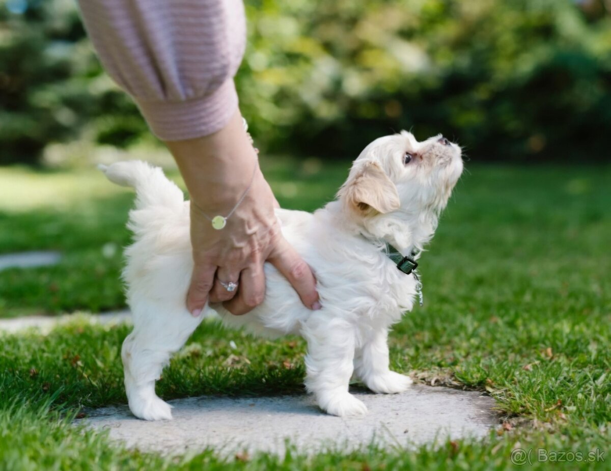 Havanský psík s PP - 2