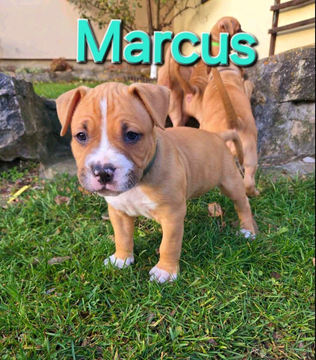 Americký stafordširský teriér - 2