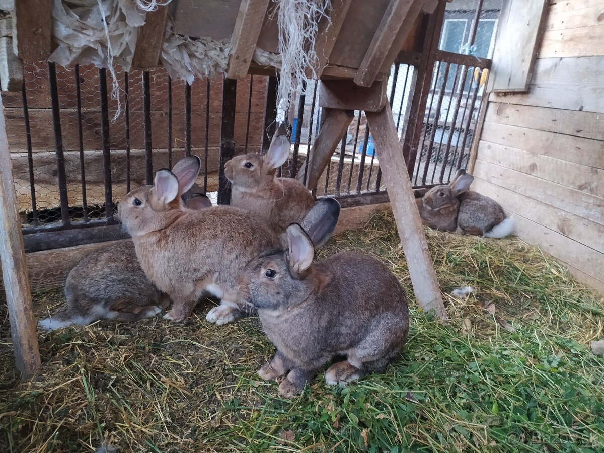 Zajace na chov - 2