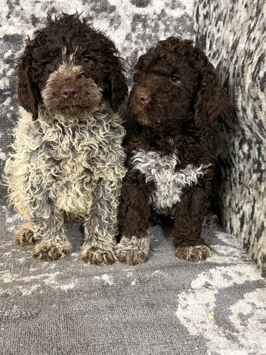 Lagotto - 2