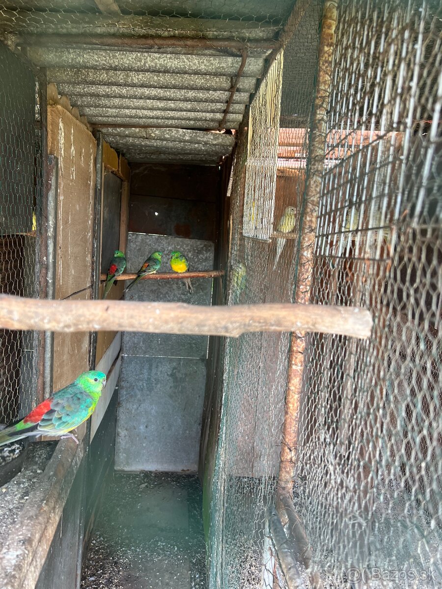 Papagáj spevavý - 2