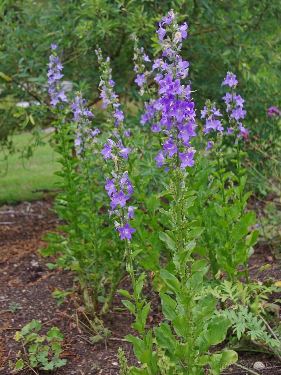 Campanula pyramidalis - 2