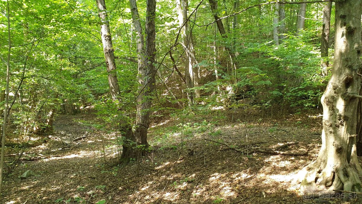 Revúca – 2.479 m2 LES – PREDAJ - 2