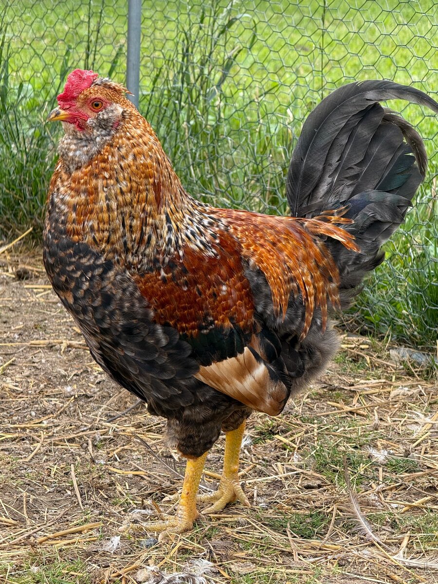 Kohut araucana - 2