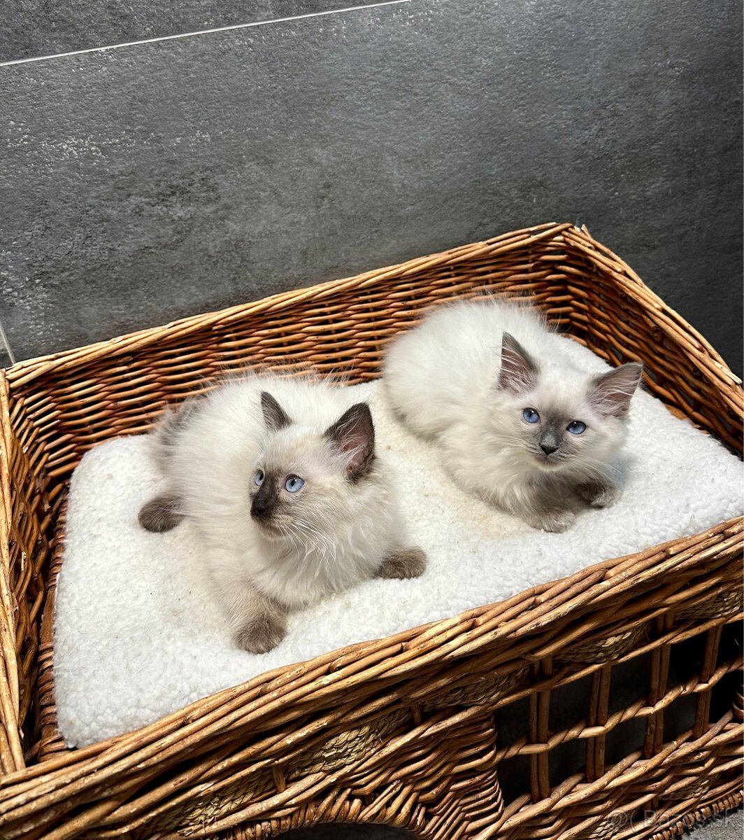 Ragdoll - 2