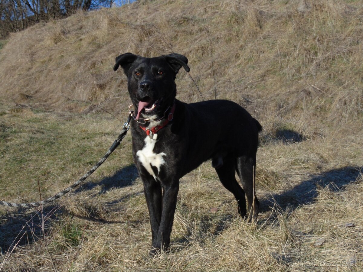 Darujem rodinného psa Danteho - mix labrador / doga - 2