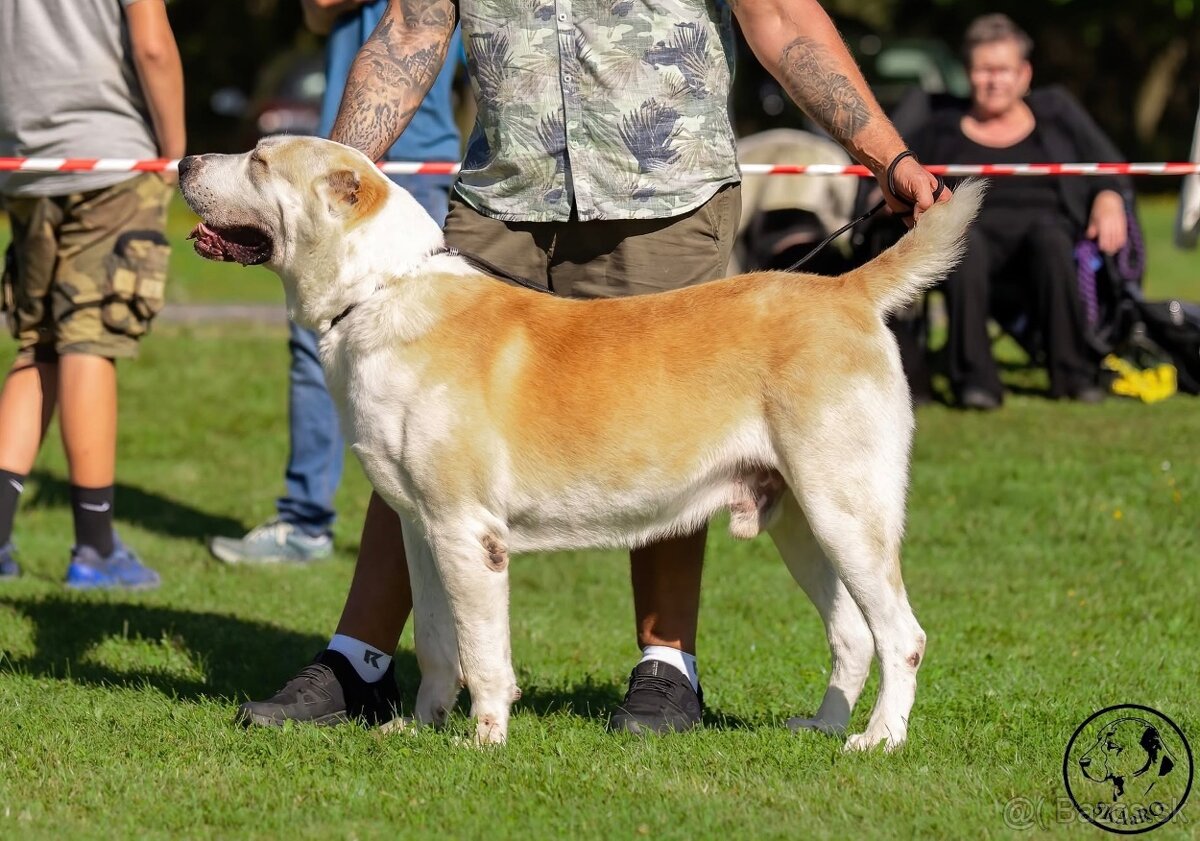 Stredoazijský ovčiak - 2