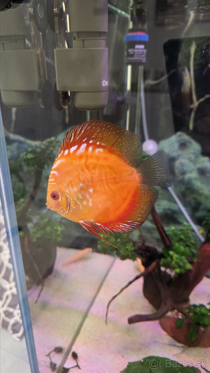 Predám skupinu krásnych terčovcov (Discus) - 7 kusov, 12 cm - 2