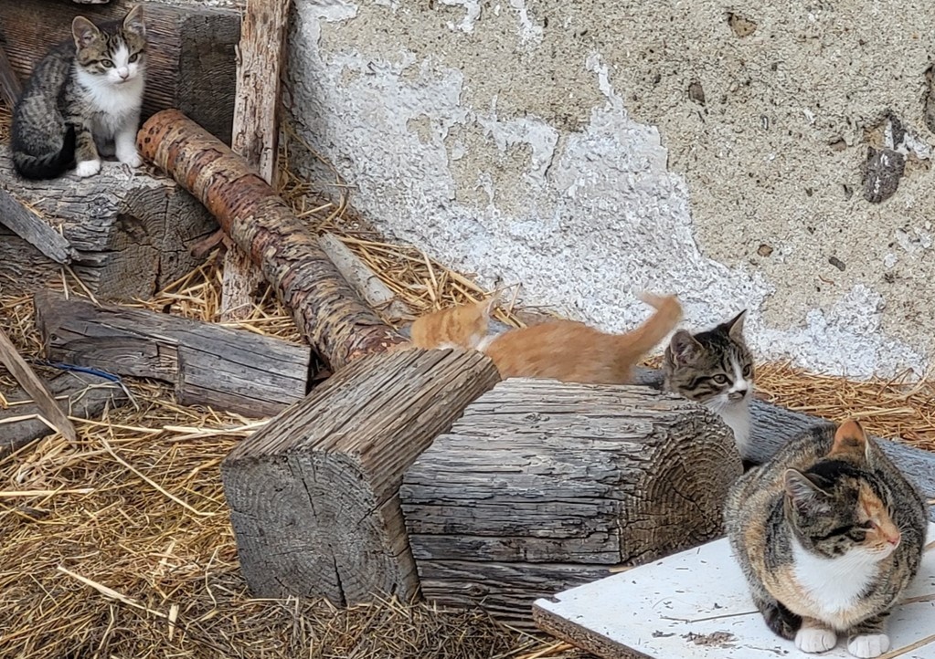 Darujem mačiatká - 2