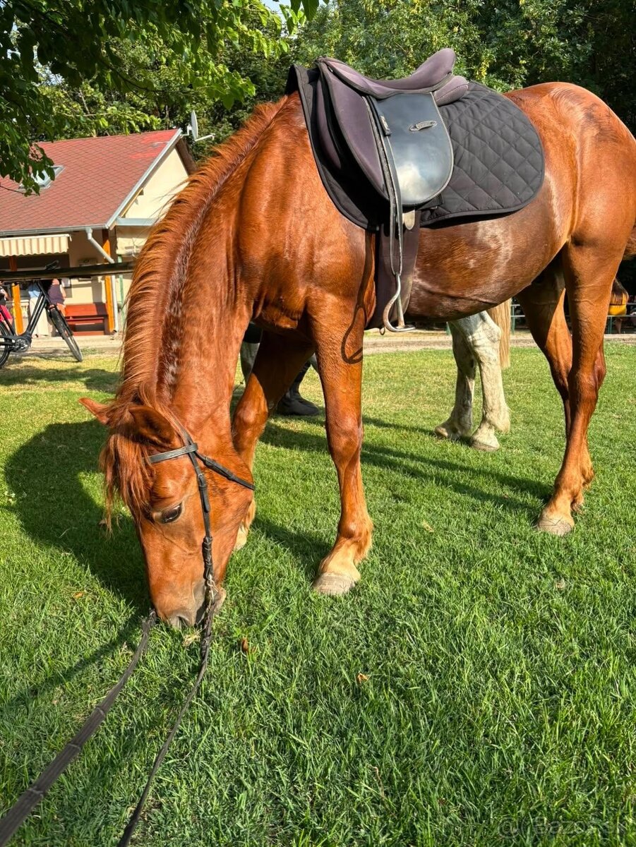 Šport pony valach - 2