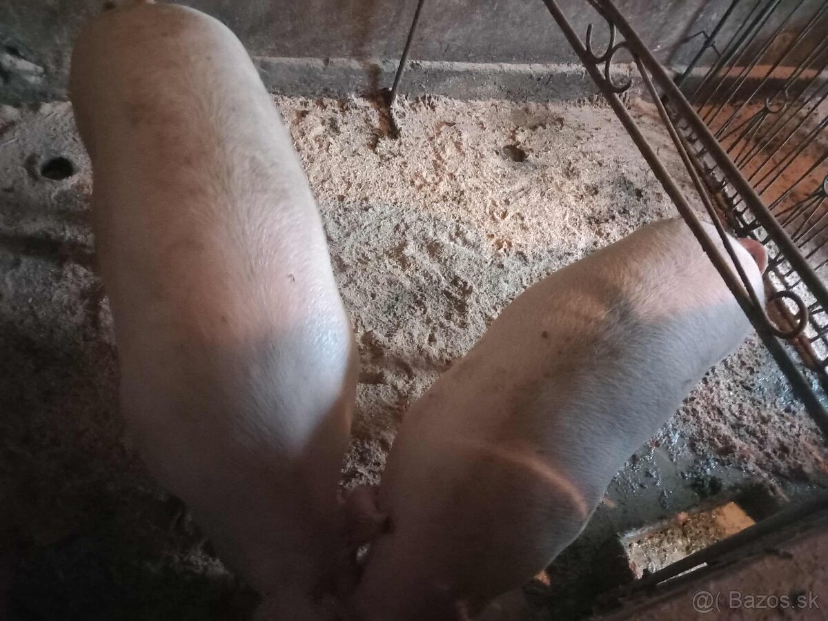 Jatočné ošípané - 2