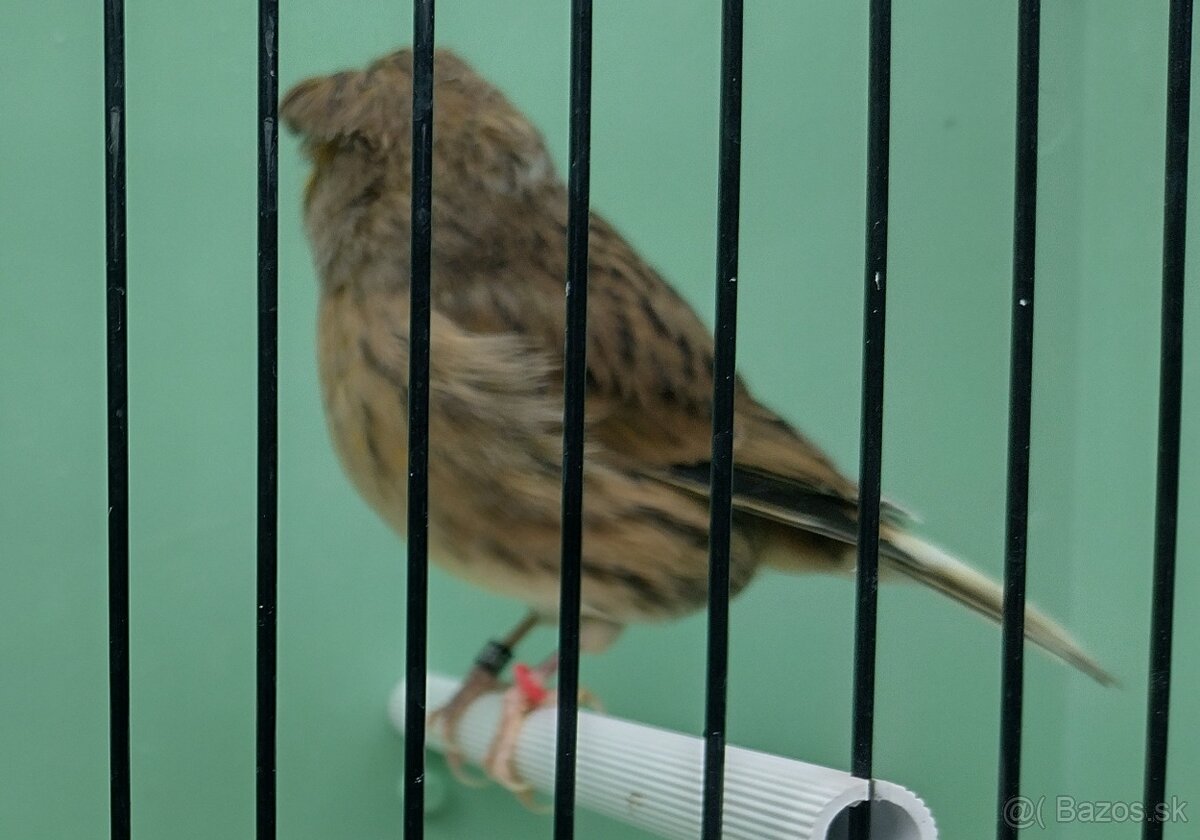 Kanárik Gloster - 2