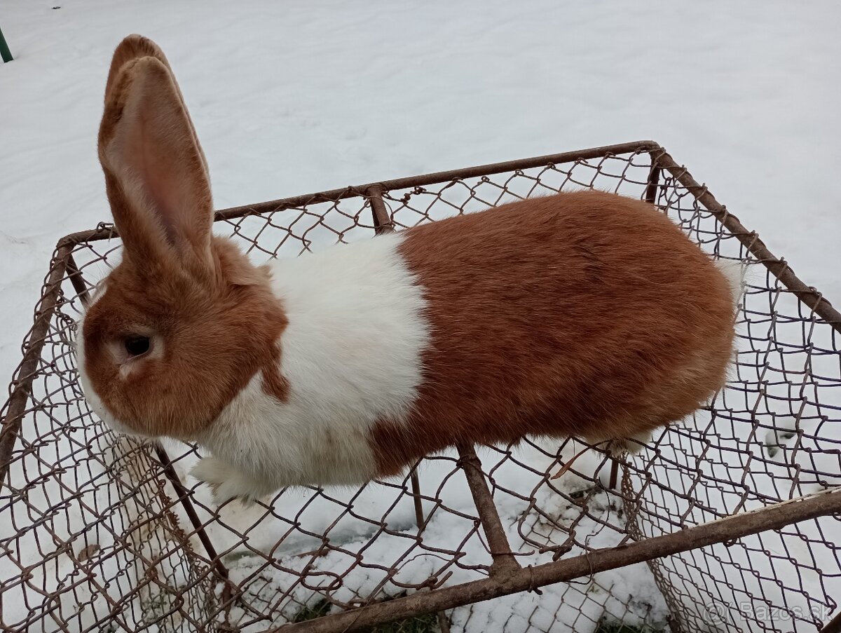 Predám králiky Šarišský obrovity - 2