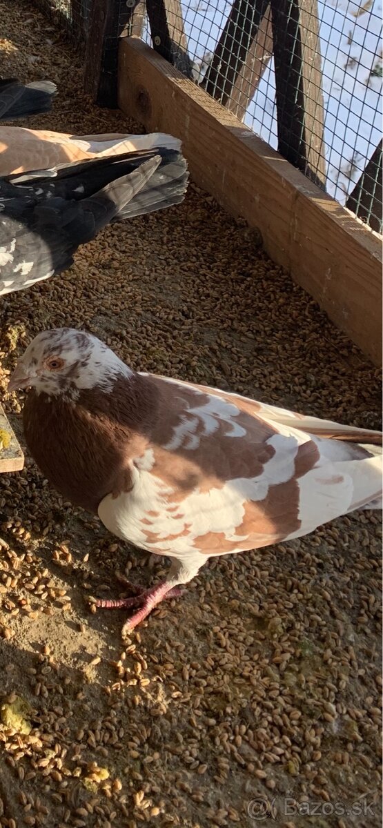 Poštové holuby - 2