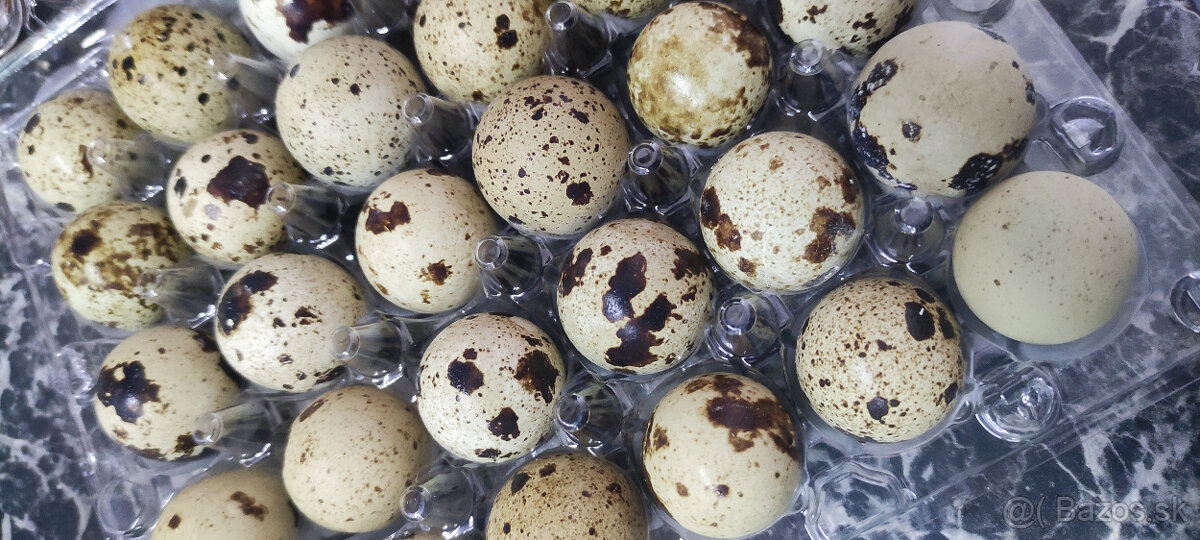 Prepeličie vajíčka - 2