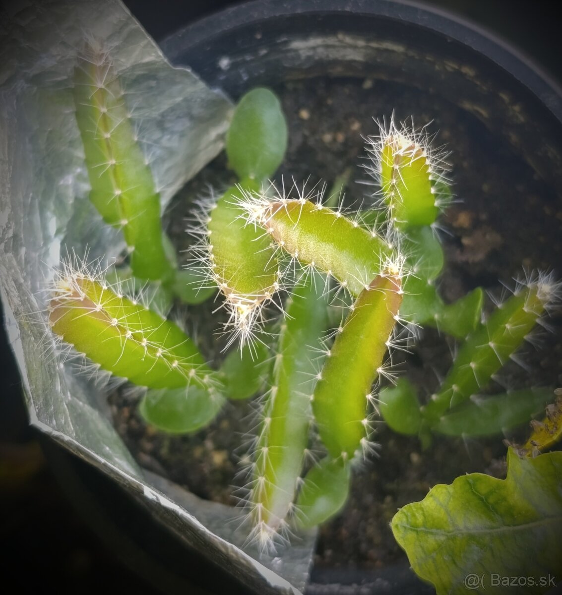 Pitahaya rastlinka - 2