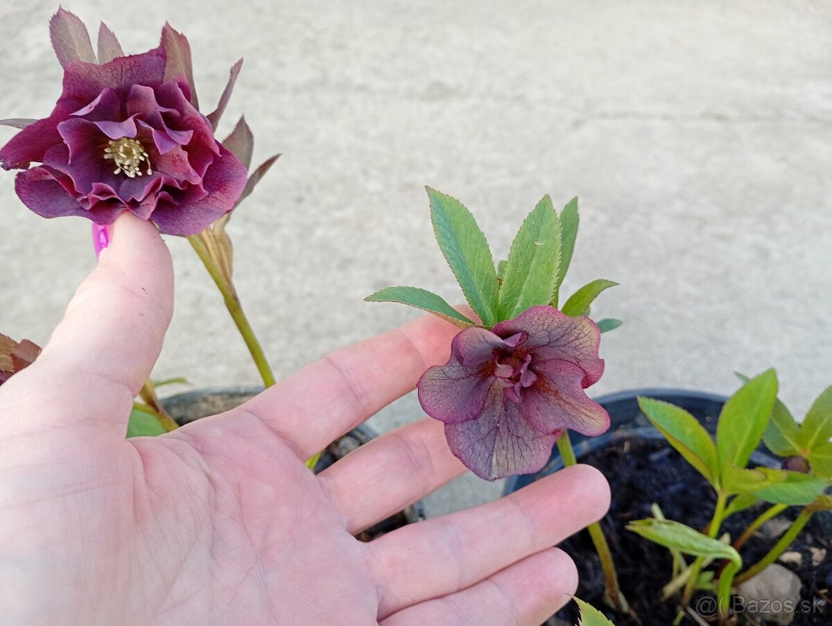 Helleborus orientalis (Čemerica) - 2