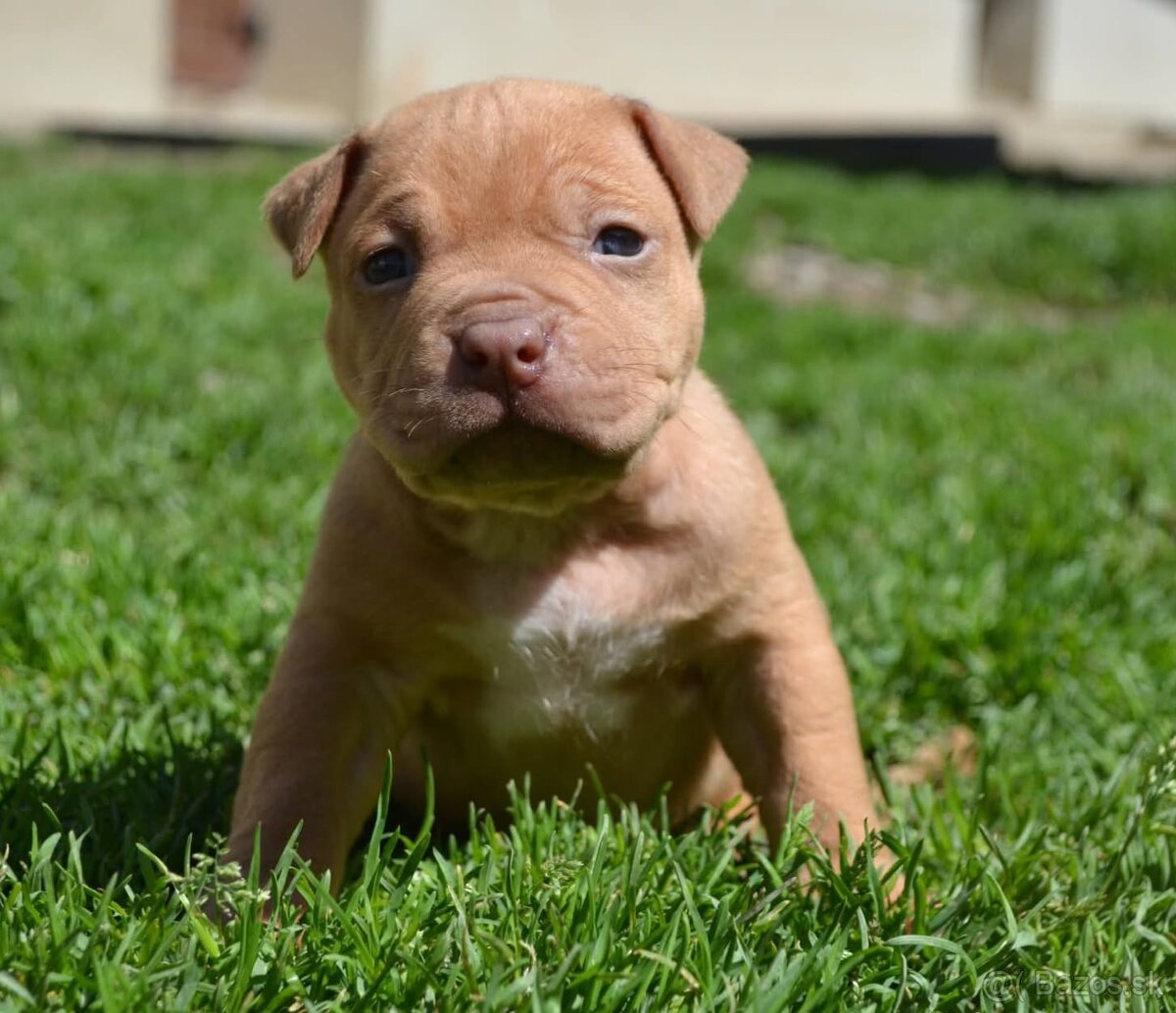 Crossbreed bully 75% - 2