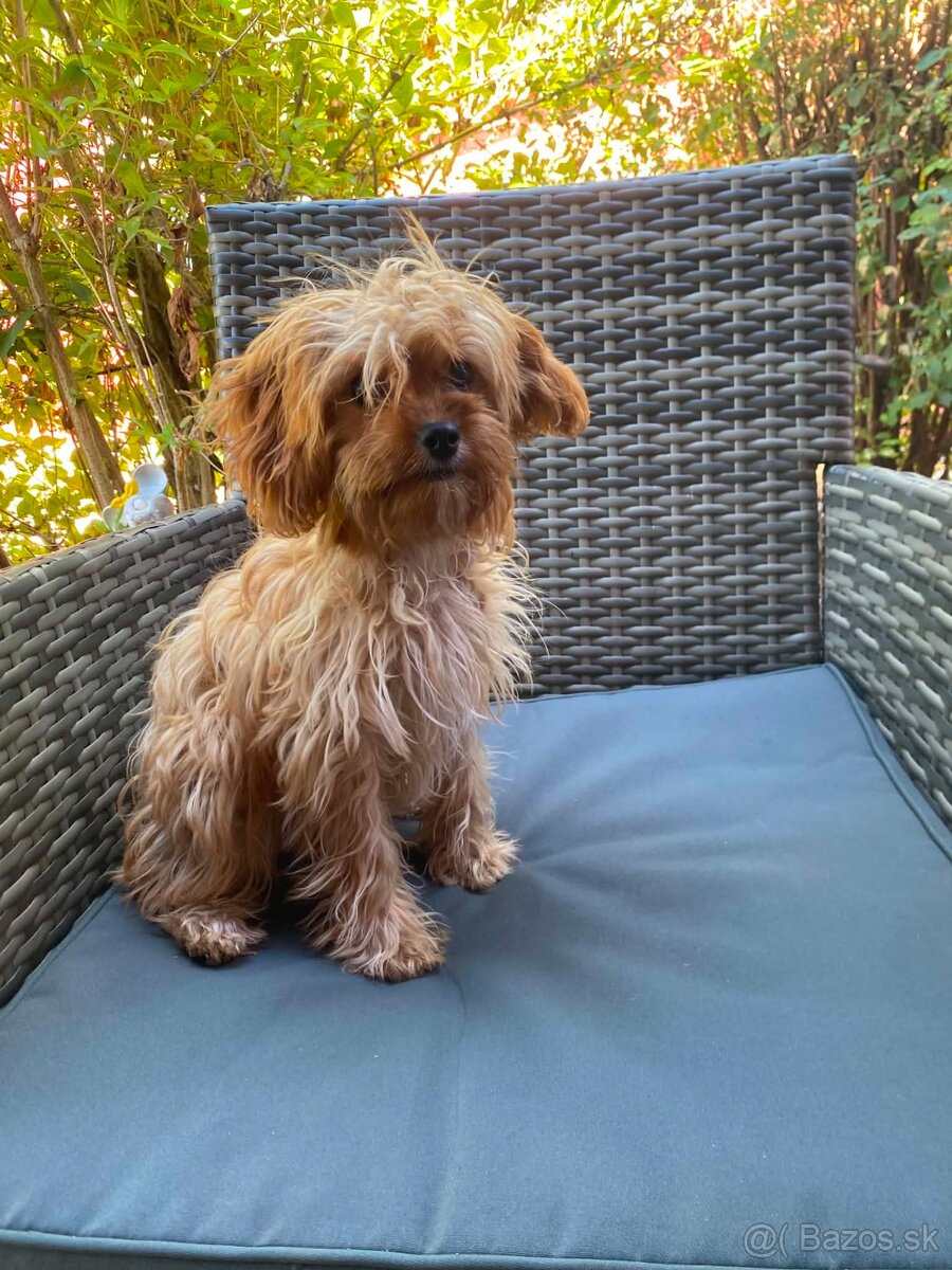 Cavapoo - 2