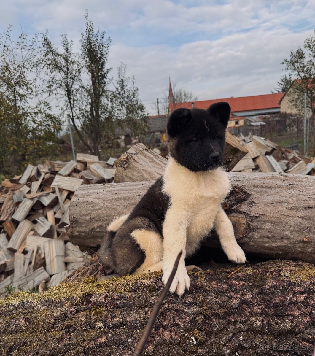Americká Akita - 2