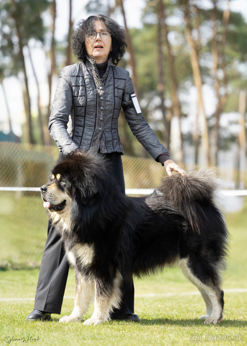 Tibetská doga šteniatka s PP po špičkových rodičoch - 2