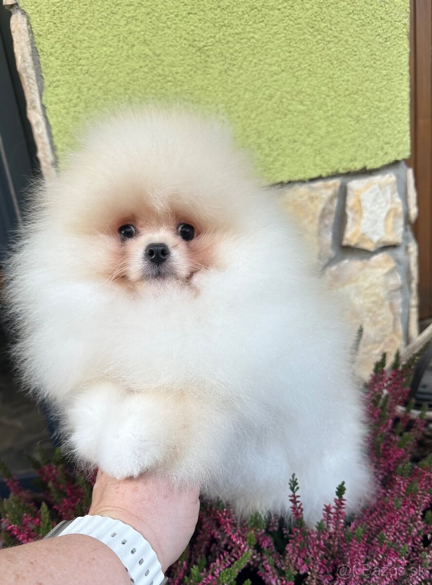 Pomeranian s pp FCI - 2