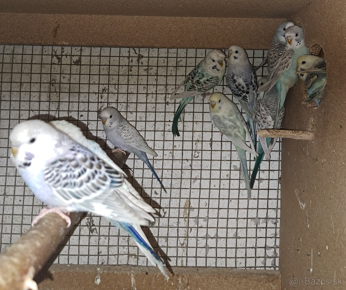 Andulky texas clearbody - 2