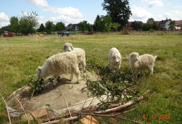 Moherove-angorske kozy - 2