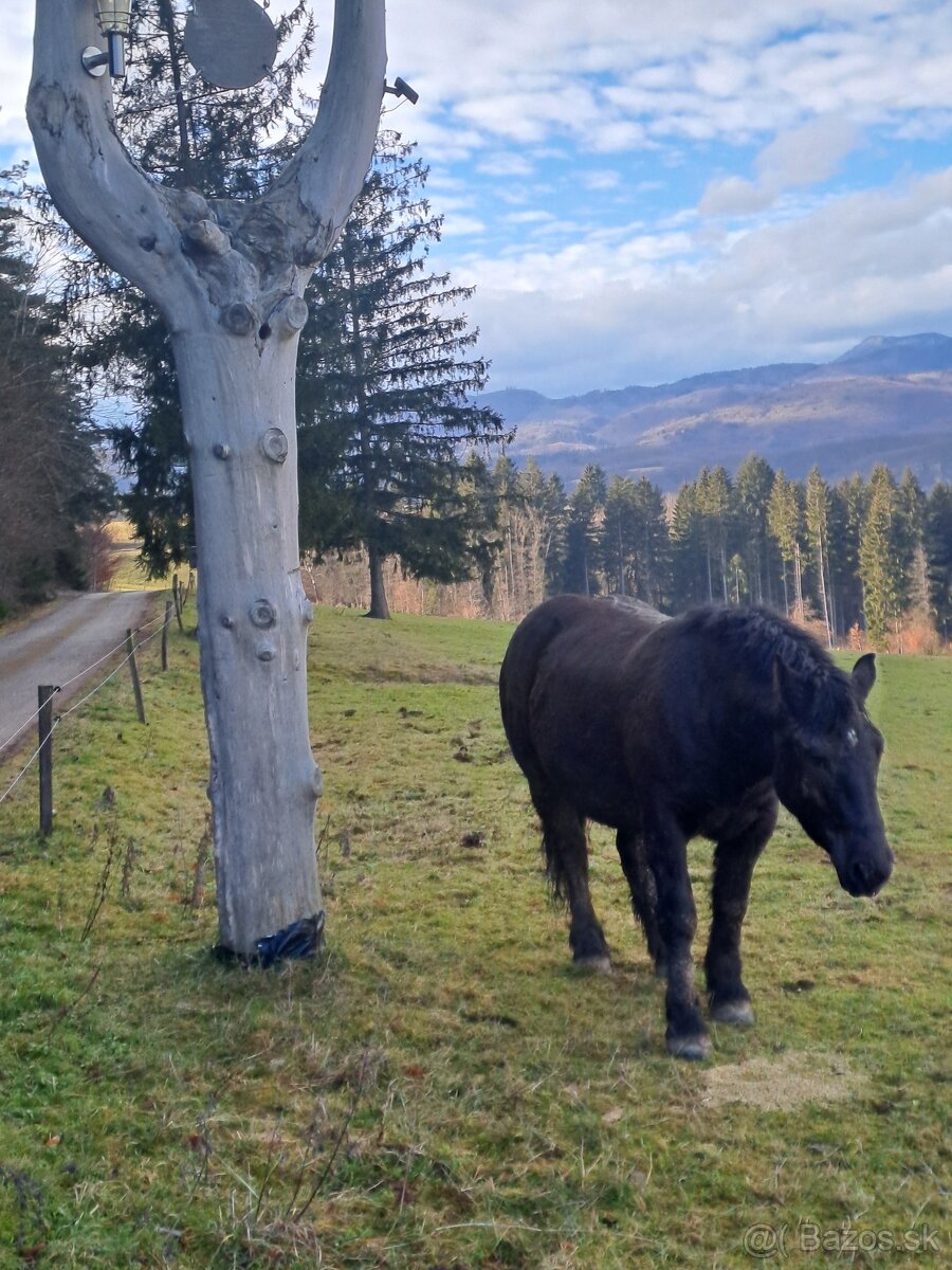 Predám kobylu - 2