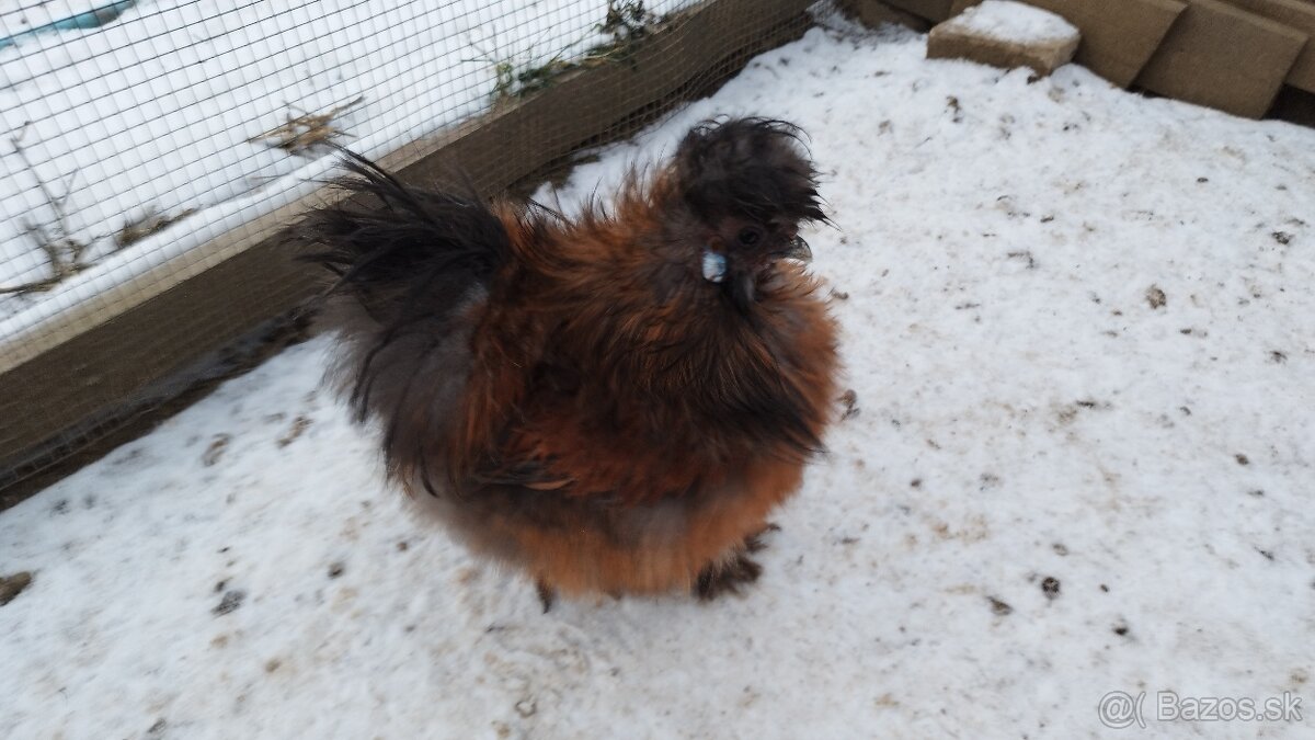 Kohúti hodvabničiek - 2