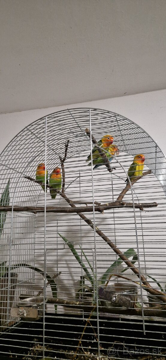 Predám agapornis fišer - 2