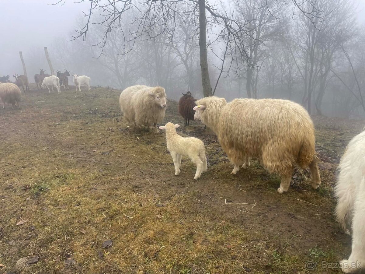 Slovenské ovečky/barančeky / ZOŠĽACHTENÁ VALAŠKA - 2