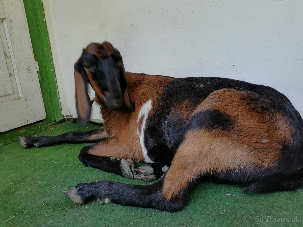 Anglonubijska koza - 2