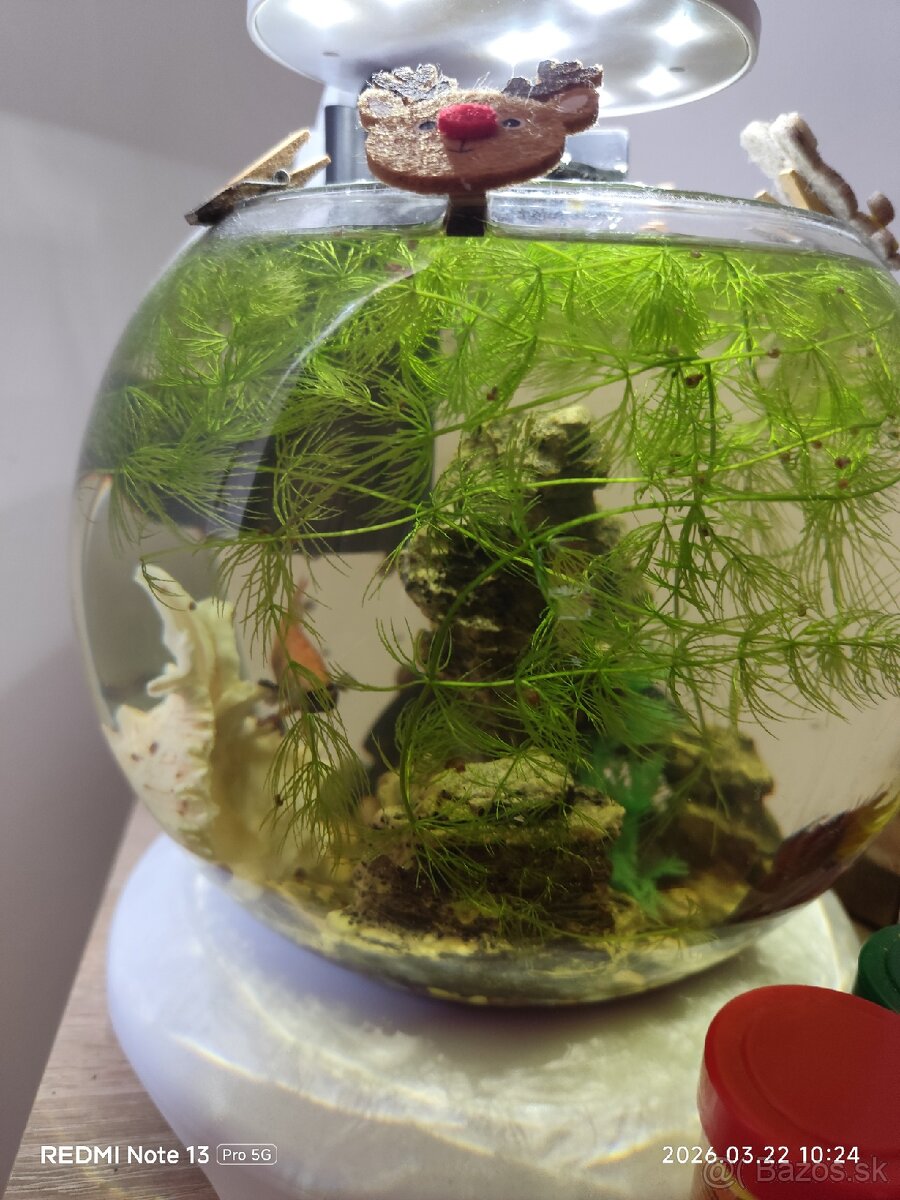 Sklenena Gula pre rybky...krevety. - 2