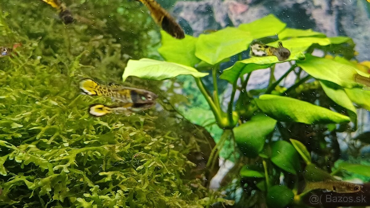 Endlerky Yellow tiger samce - 2