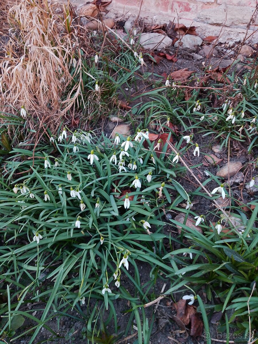 Snežienky cibuľky - 2